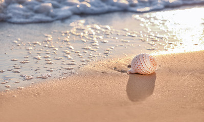 Sea shell on sandy beach
