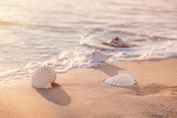 Sea shells on sandy beach