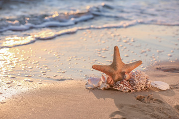 Fototapeta na wymiar Sea shells and starfish on sandy beach