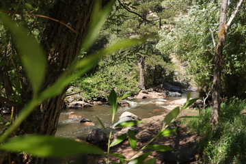stream in the forest