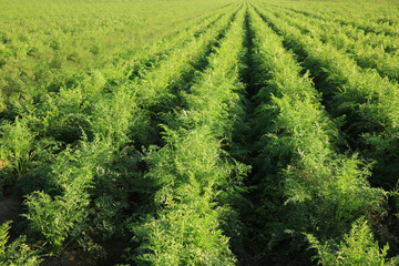 Green carrot field on sunny day