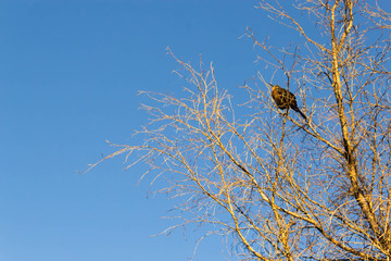 bird on top of a branch