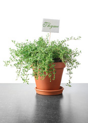 Pot with fresh thyme on grey table against white background