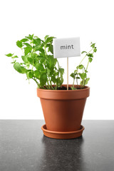 Pot with fresh mint on grey table against white background