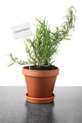 Pot with fresh rosemary on grey table against white background