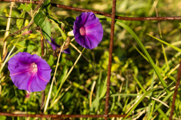 beautiful blue flower