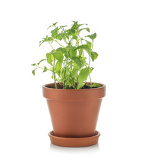 Pot with fresh mint on white background