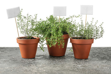 Pots with fresh aromatic thyme on grey table against white background