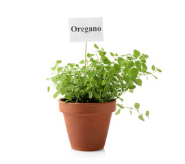 Pot with fresh oregano on white background