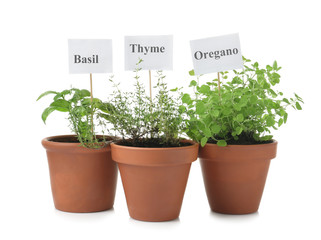 Pots with fresh aromatic herbs on white background
