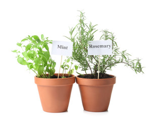 Pots with fresh aromatic herbs on white background