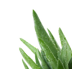 Fresh aloe vera leaves with water drops on white background