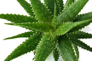 Fresh aloe vera leaves with water drops on white background, closeup
