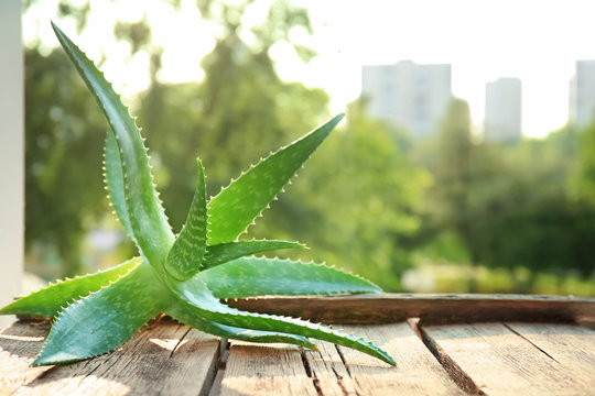 Fresh Aloe Vera On Wooden Table