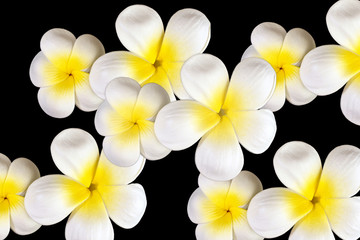 Obraz na płótnie Canvas Frangipani flower