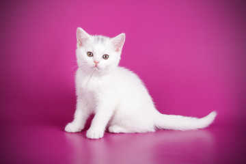 British shorthair cat on colored backgrounds