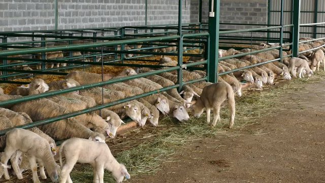 Flock of Sheep in the Pen / Sheep and lambs in special boxes at the contemporary  sheep farm