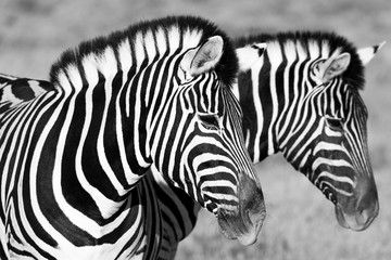 Fototapeta na wymiar Zebra in bush, Namibia Africa wildlife