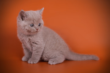 British shorthair cat on colored backgrounds