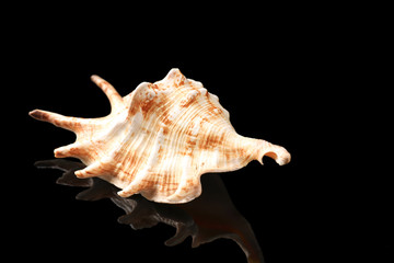 Beautiful sea shell on dark background