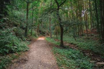 path in the forest