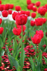 Fototapeta na wymiar Beautiful display of tulips in a variety of colours at Floriade, Canberra