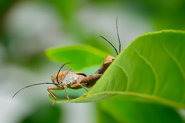 Insect pests are insects that eat insects together as food.