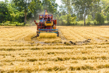 Obraz premium Combine harvester in action on rice field. Harvesting is the process of gathering a ripe crop