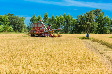 Combine harvester in action on rice field. Harvesting is the process of gathering a ripe crop