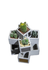Fototapeta premium Collection of small cactus succulents in pot.