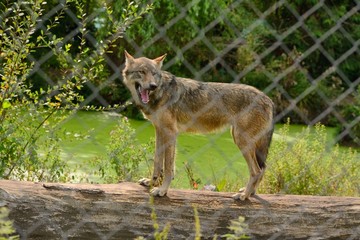 European wolf, Canis lupus lupus, standing on a log over a pond. captive in a safari park.