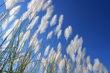 Obraz premium Blue sky and white grass flower. Nice spring day with nice and fresh field flowers.