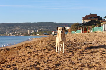 dog, beach, sea, animal, pet, summer, nature, sand, sky, water, labrador, white, ocean, blue,...