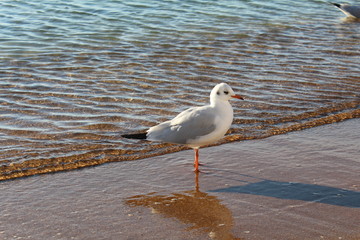 bird, seagull, gull, sea, water, beach, nature, animal, ocean, white, beak, wildlife, blue, birds, coast, sand, feather, seagulls, fly, shore, wild, standing, sea gull, sky, waves