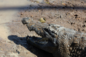 Sacred crocodile, Burkina Faso