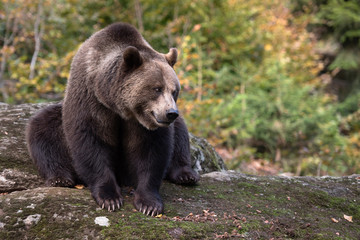 Brown bear is sitting on the rock in Bayerischer Wald National Park, Germany
