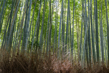 Fototapeta na wymiar Bamboo forest, Arashiyama, Kyoto, Japan. Morning sunlight.