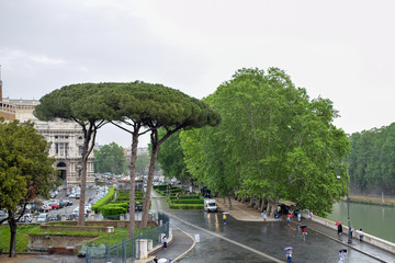 Italian Stone Pine - Landscape, Rome Italy