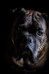 Deutscher Boxer Rüde