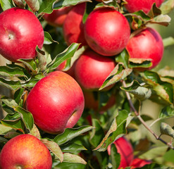 Shiny delicious apples hanging from a tree branch in an apple orchard