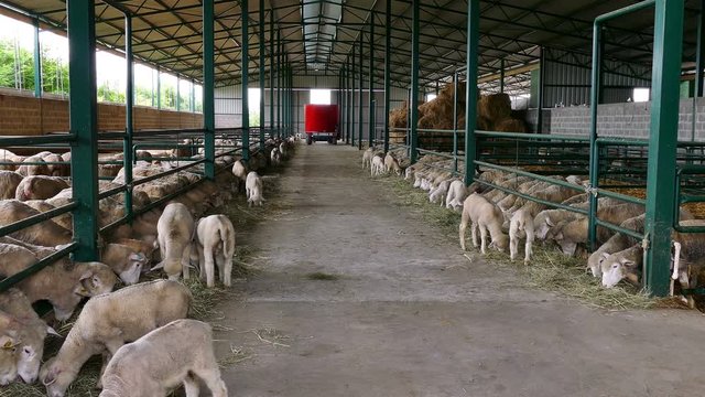 Sheep Eat Hay in the Pen / Sheep and lambs in special boxes at the contemporary  sheep farm