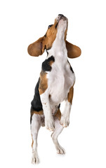 puppy beagle in studio