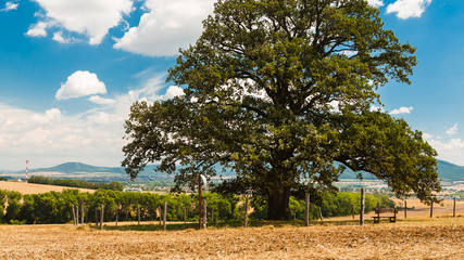 Obraz premium Ancient oak tree