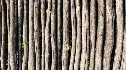 Tree trunks palisade