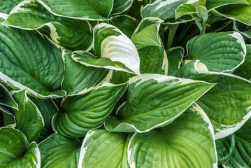 Нosta undulata, background of green leaves
