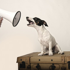 dog megaphone