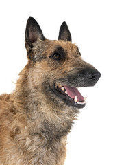 belgian shepherd laekenois