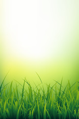 Fototapeta na wymiar Vertical natural background of fresh green grass close-up. Grass blades under sunlight. Vector illustration