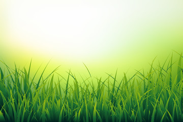 Fototapeta na wymiar Beautiful nature background of fresh grass close-up. Green blades on blurred background. Vector illustration