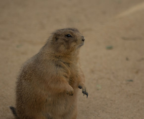 Gosset de les praderies cuane
